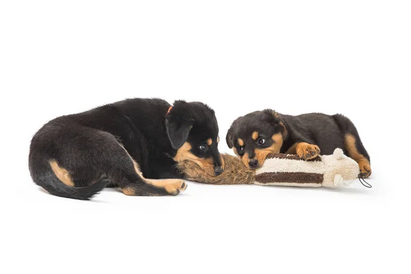Dos Lindos Perros Perrito Rottweiler Jugando Con Animal Peluche Juntos — Foto de Stock