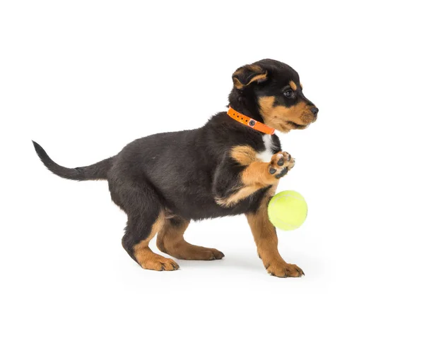 ホワイト スタジオの背景にテニスボールで遊ぶかわいいロットワイラー子犬犬 — ストック写真