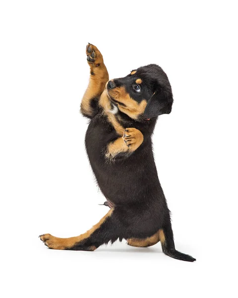 Carino Cane Cucciolo Rottweiler Seduto Sul Bianco Rivolto Lato Sollevare — Foto Stock