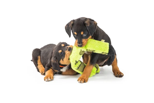 两只可爱的小狗玩拔河游戏与一个填充蛇玩具 — 图库照片