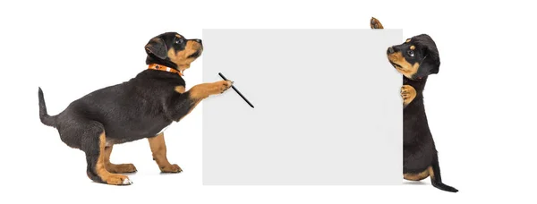 Two Cute Rottweiler Puppies Holding Blank White Sign Write Message — Stock Photo, Image