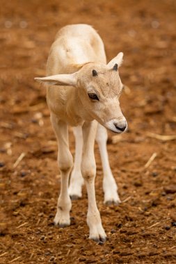Newborn baby Addax Antelope alf standing in dirt clipart