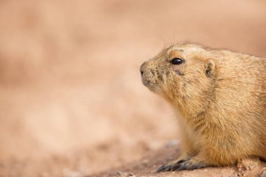 Closeup of a gopher in the dirt with copy space in blurred background clipart