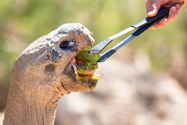 Stor Sköldpadda Som Hand Matas Grönsaker Person — Stockfoto