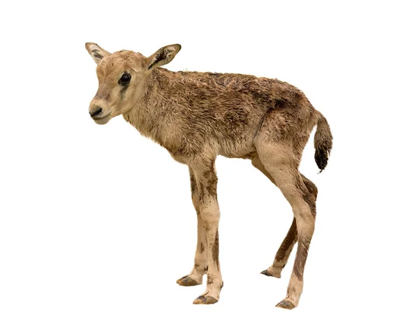 Niedliches Neugeborenes Baby Beisa Oryx Isoliert Auf Weiß — Stockfoto