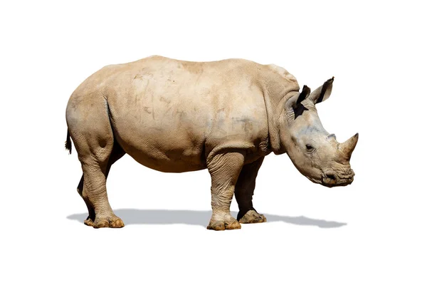 Vista Lateral Grande Rinoceronte Branco Sul Isolado Branco — Fotografia de Stock