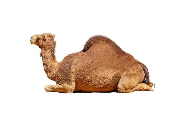 Seitenansicht Eines Arabischen Kamels Liegen Isoliert Auf Weiß — Stockfoto