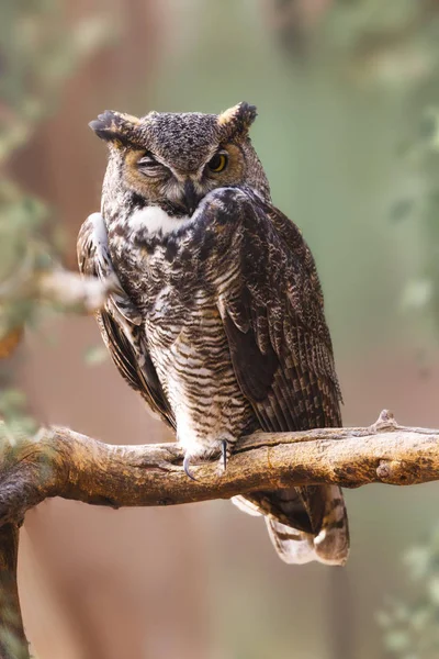 Great Horned Owl with one eye open, perched on a branch with blurred nature background