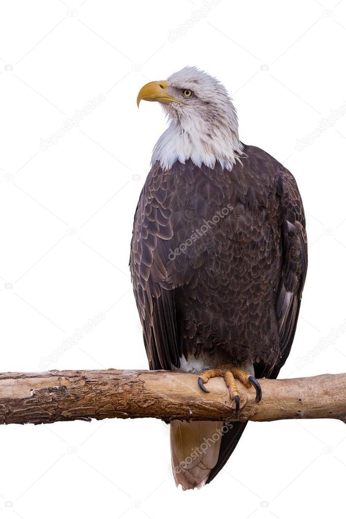 American Bald Eagle perched on a branch. Isolated on white. 