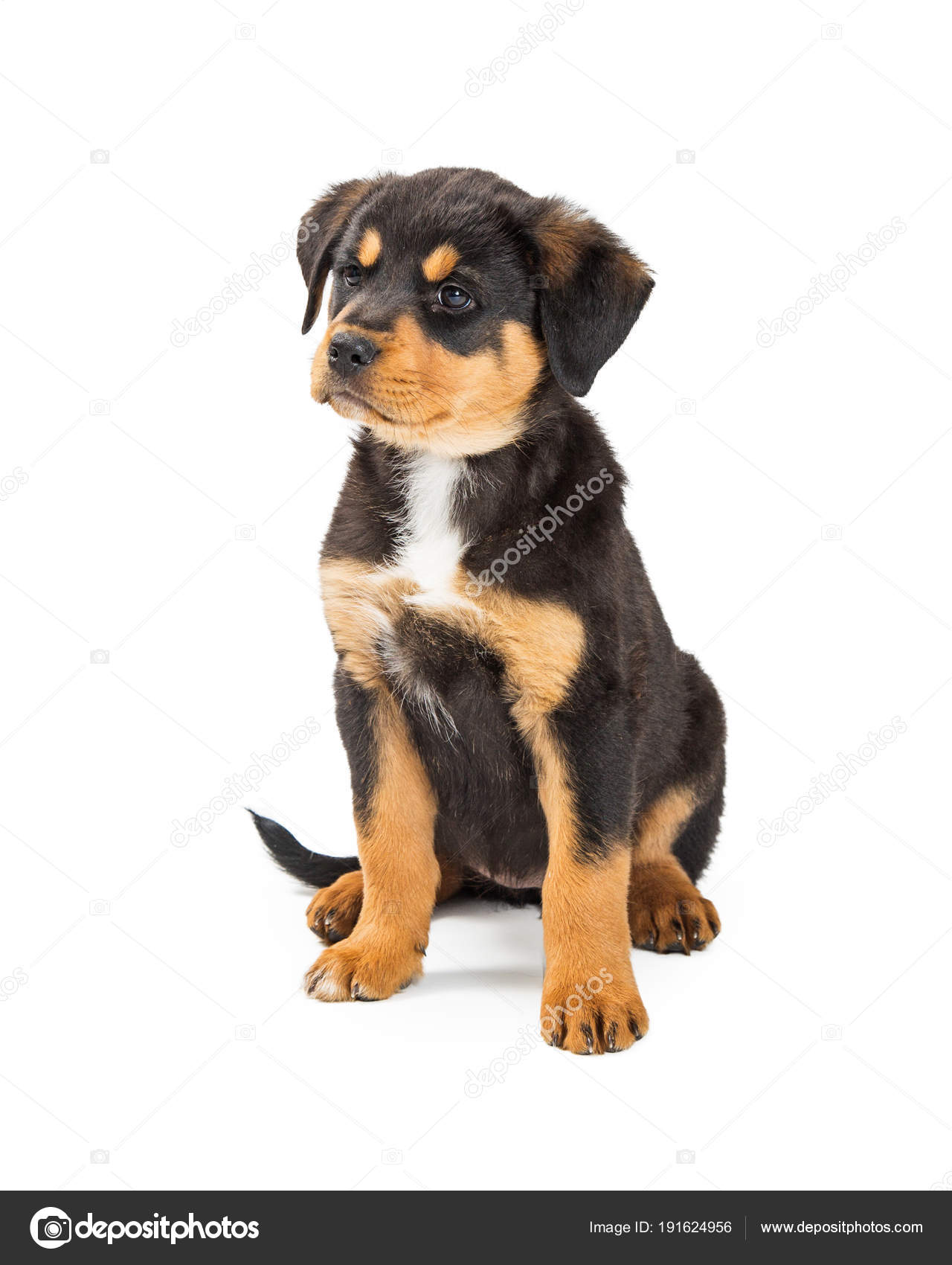 What Breed Of Dog Is Black And Tan