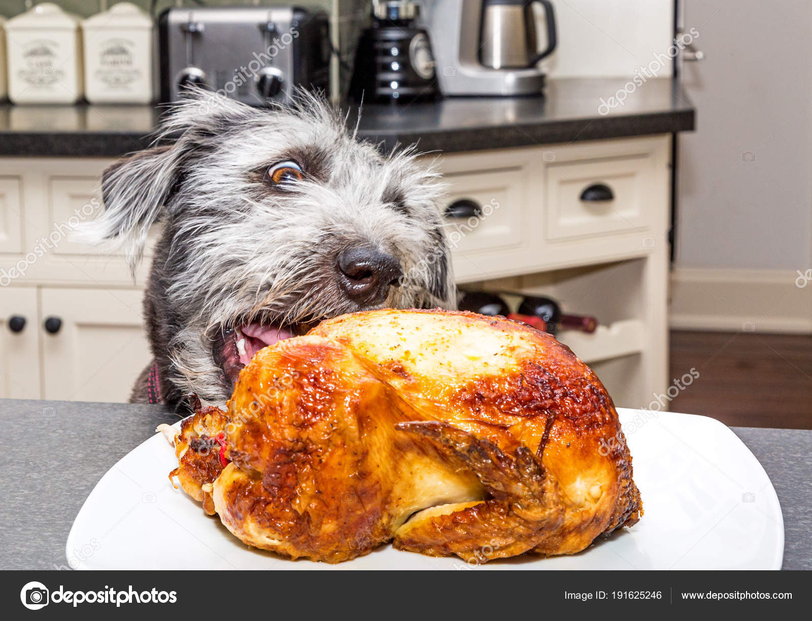 Kennel - Det er sommer og når solen skinner er det varmt!☀️ Vi må ta noen  forhåndsregler for å passe på de firbente vennene våre💛 🐾 Hold turene til  morgen og kveld,, image size:1600x1225