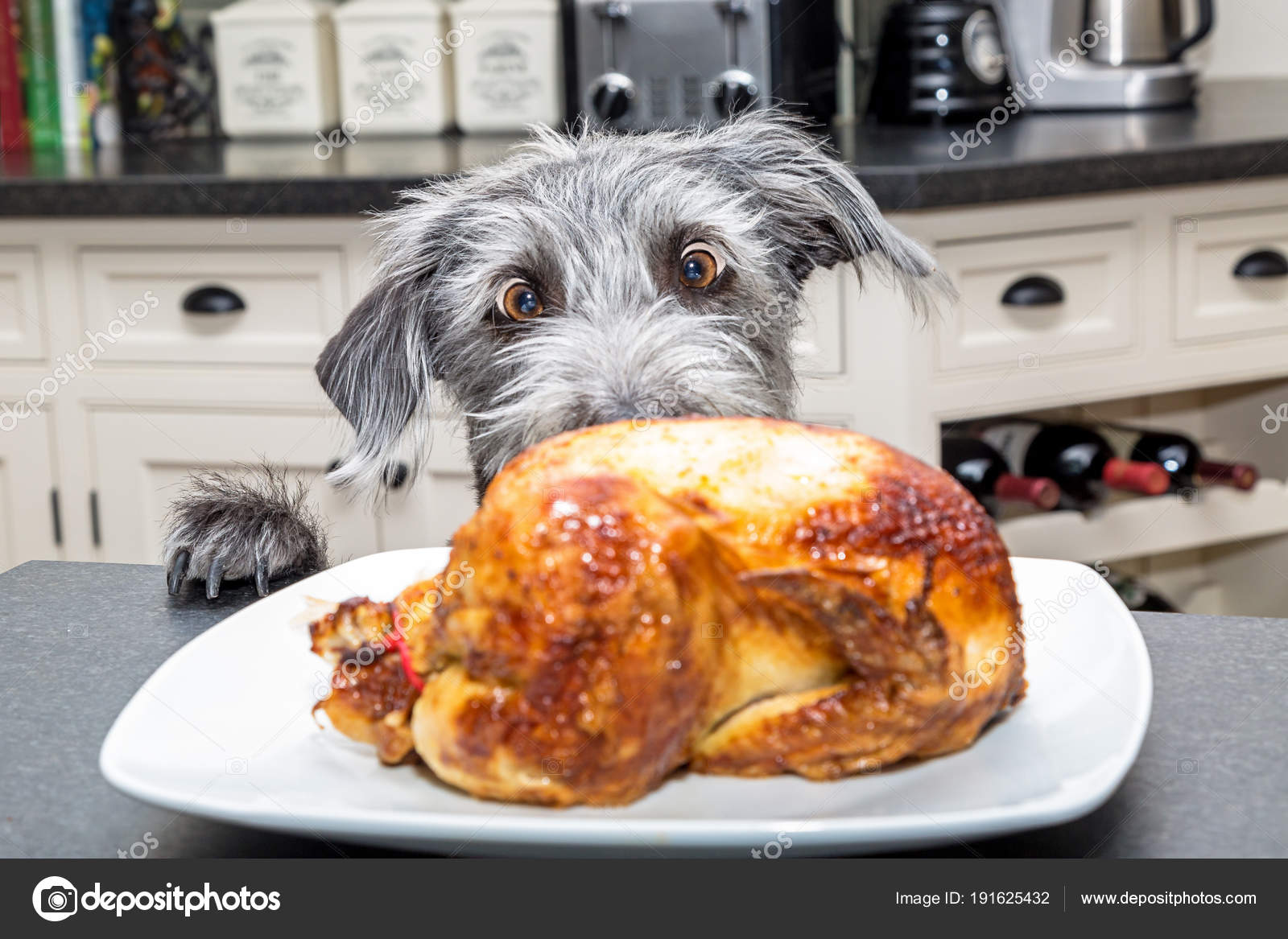 Why Do Dogs Steal Food