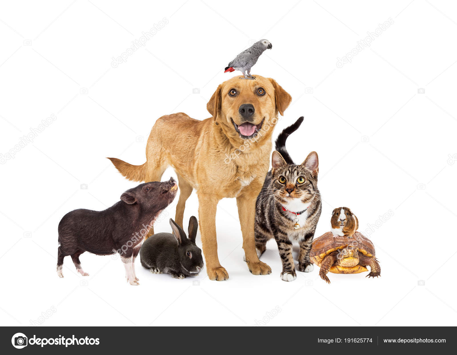 Group Domestic Animals Together White Background — Stock Photo