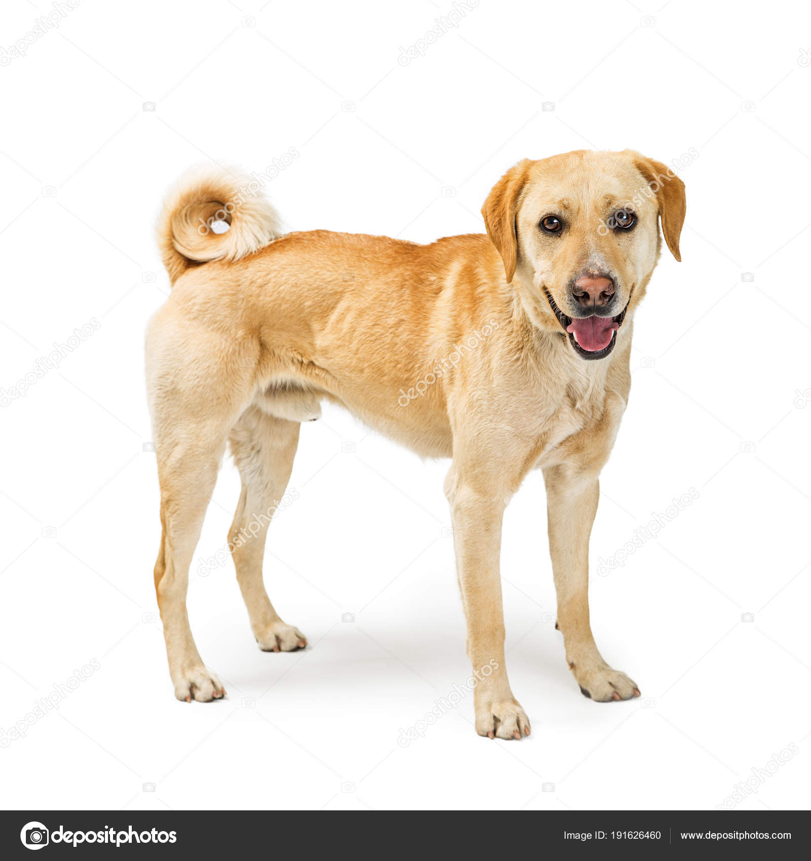 medium labrador