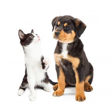 Beyaz arka plan üzerinde siyah ve beyaz yavru kedi arıyorum genç köpek yavrusu