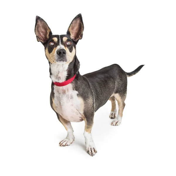 Adult Chihuahua Crossbreed Dog Standing White Background — Stock Photo, Image