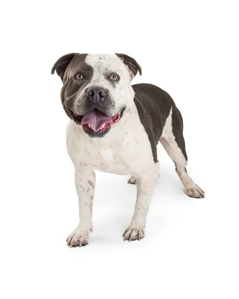 Grande American Staffordshire Terrier Cane Razza Pura Piedi Sfondo Bianco — Foto Stock