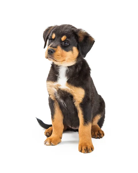 若い黒と黄褐色色ロットワイラーとシェパード混合品種犬立っている白い背景 — ストック写真