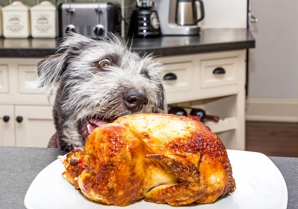Pes Kuchyň Velkýma Očima Vzrušení Při Pohledu Pečené Kuře — Stock fotografie