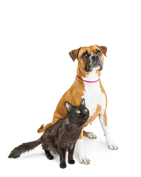 Černá Kočka Pes Boxer Sedí Bílém Pozadí — Stock fotografie