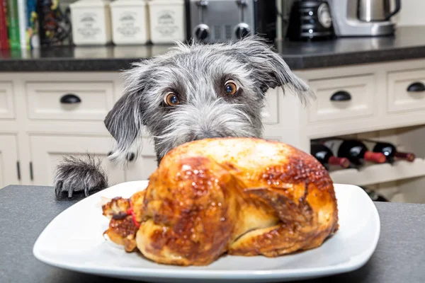 大興奮した目でロースト チキンを見て台所の犬 — ストック写真