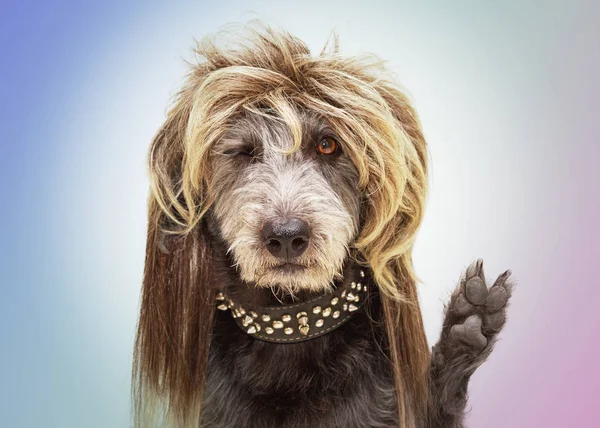 Pies Ubrany Jak Punk Rock Star Sobie Perukę Mullet Podnoszenie — Zdjęcie stockowe