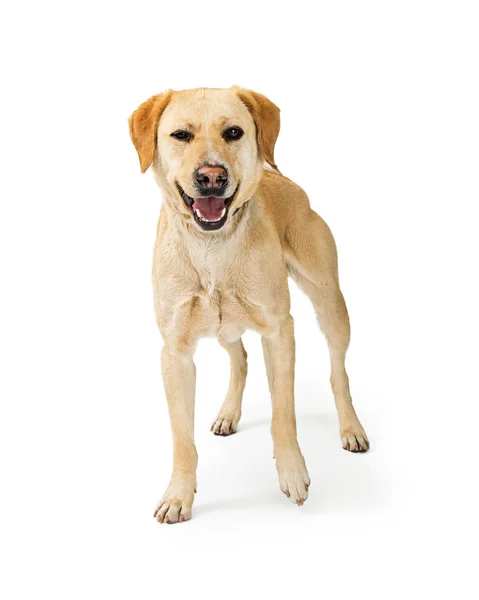 Middelgrote Labrador Retriever Kruising Hond Staande Witte Achtergrond — Stockfoto