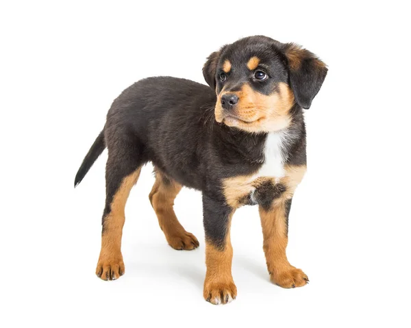 若い黒と黄褐色色ロットワイラーとシェパード混合品種犬立っている白い背景 — ストック写真