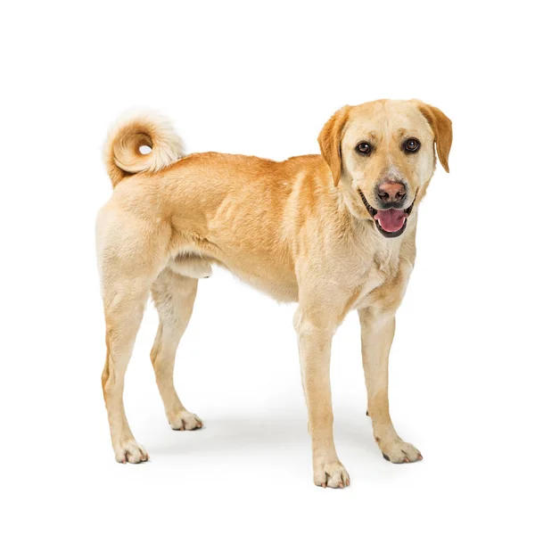 Mittelgroßer Labrador Retriever Mischlingshund Steht Auf Weißem Hintergrund — Stockfoto