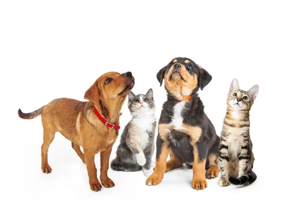 Fila Cachorros Gatitos Juntos Sobre Fondo Blanco Mirando Hacia Arriba — Foto de Stock