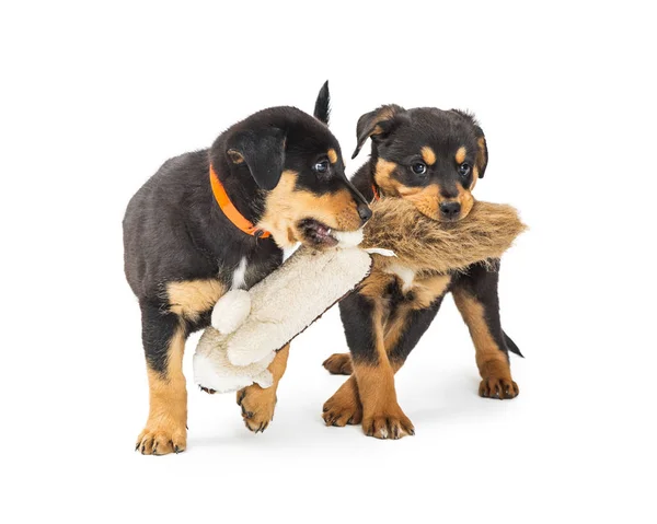 Twee Jonge Black Tan Rottweiler Pups Spelen Samen Met Gevulde — Stockfoto