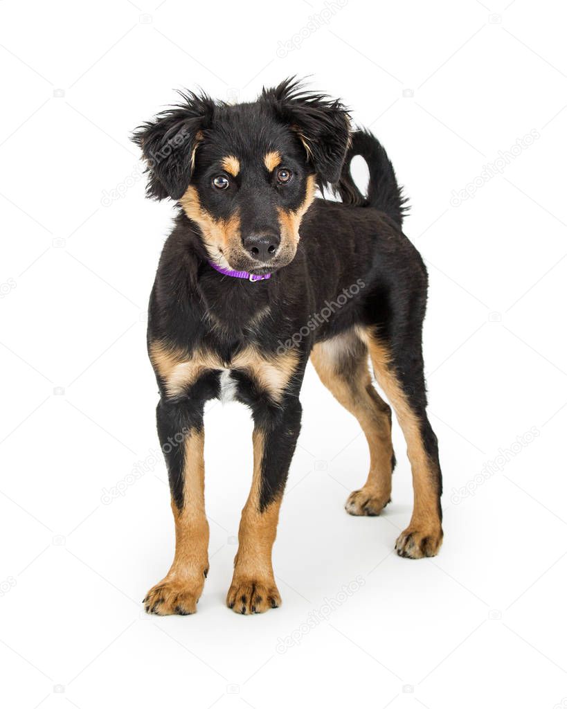 Mixed Rottweiler and large breed dog standing on white background