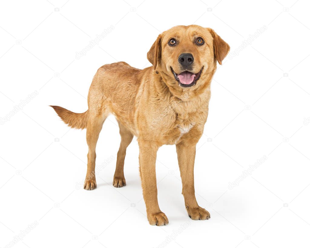 medium size Labrador Retriever crossbreed dog standing on white background
