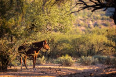 Wild Horse in Arizona Desert clipart