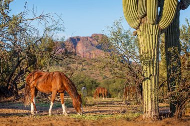Güzel Arizona Sahnesinde Vahşi Atlar