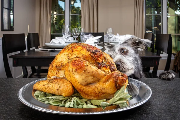 Perro robando pavo de Acción de Gracias — Foto de Stock