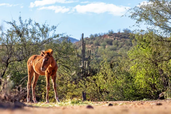 Cortado Jovem Potro Cavalo Selvagem Bela Arizona Eua Cena Viagem — Fotografia de Stock
