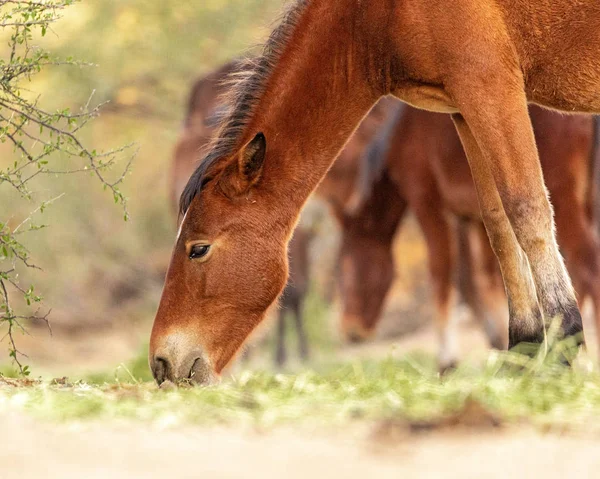 Zbliżenie Dziki Koń Wypas w Arizonie — Zdjęcie stockowe