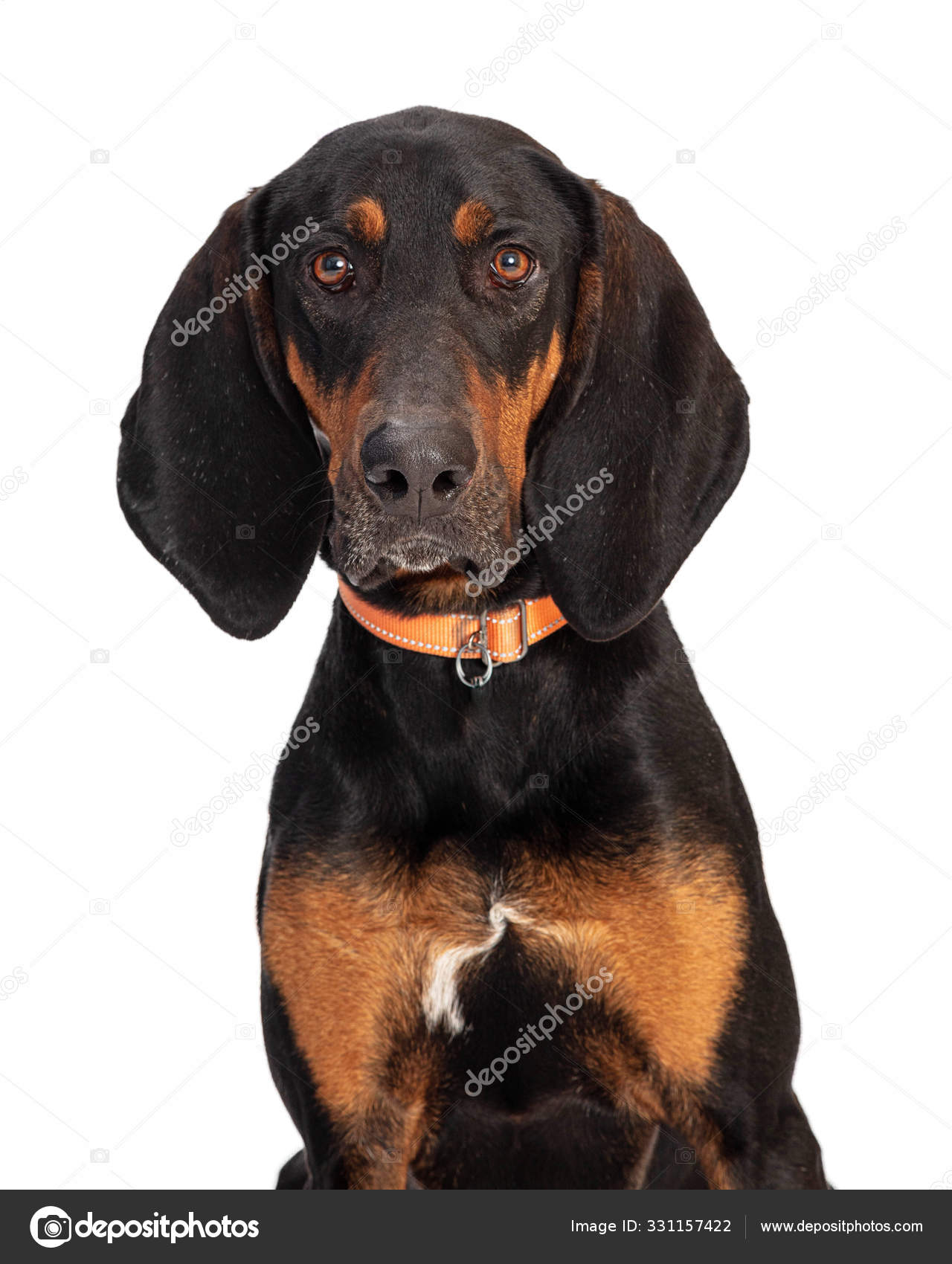 Black And Tan Coonhound Mixed With What