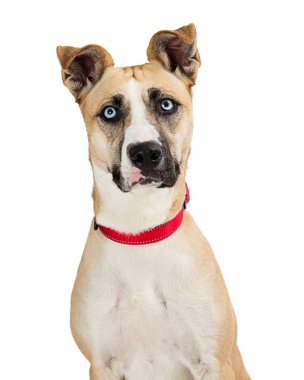 Close-up of mixed large breed dog with big blue eyes looking at camera. Isolated on white. 