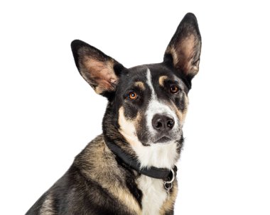 Closeup portrait of a beautiful Shepherd crossbreed dog facing forward looking at camera