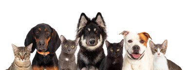 Row of cats and large dogs close together looking at camera on white web banner with room for text