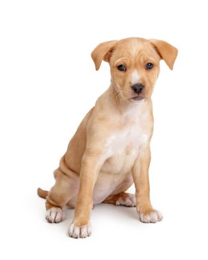Cute eight week old tan color crossbreed puppy dog sitting on white background looking at camera
