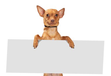 Cute Chihuahua small dog with funny smile standing holding blank wide sign 