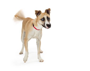 Excited large mixed breed dog walking forward over white background wagging tail with motion blur