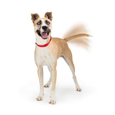 Large dog looking up with happy expression and wagging tail with motion blur