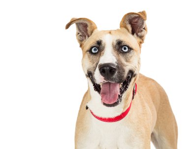 Closeup portrait of a mixed large breed dog with an open mouth and a happy and joyful expression