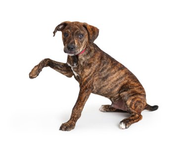 Cute young crossbreed terrier puppy with brindle coat sitting facing side raising paw up 