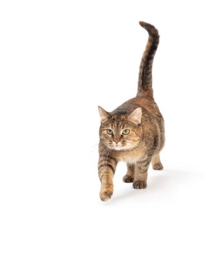 Tabby cat walking forward with front leg reaching out