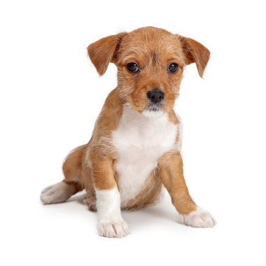 Cute young tan and white color young mixed breed puppy dog sitting looking at camera
